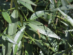 Andrographis paniculata