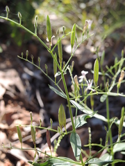 Andrographis paniculata