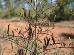 Andrographis paniculata