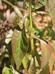 Andrographis paniculata