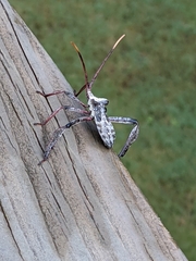 Acanthocephala declivis