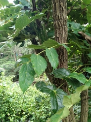 Berberis napaulensis