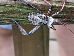 Acanthocephala declivis