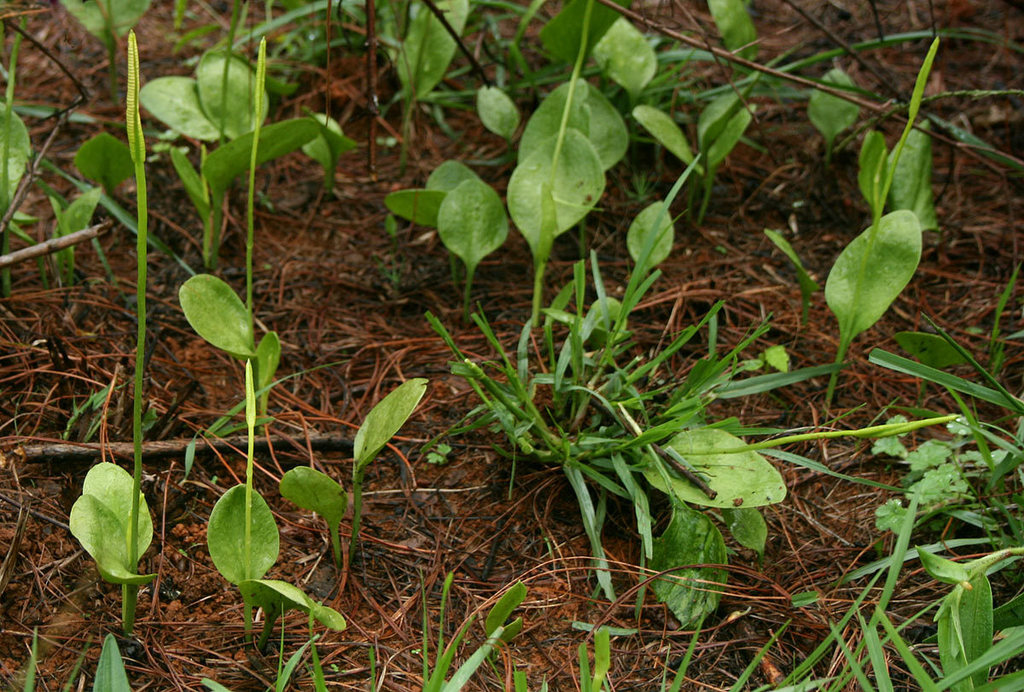 stalked adder's-tongue
