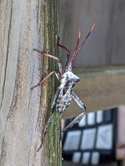 Acanthocephala declivis