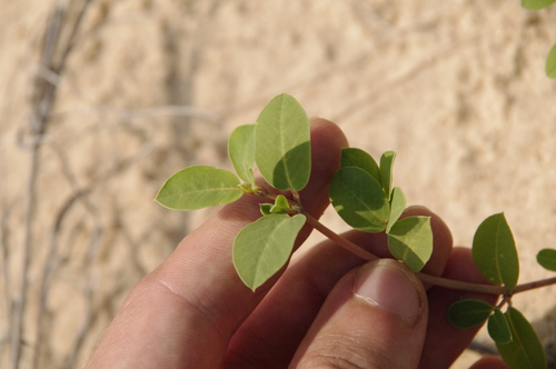 Image of Euphorbia carunculata by (c) Eric Knight, some rights reserved (CC BY)