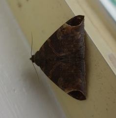 Pindara illibata