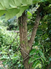 Berberis napaulensis