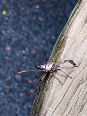 Acanthocephala declivis