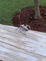 Acanthocephala declivis