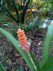 Aechmea cylindrata