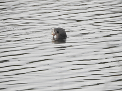 Lutrogale perspicillata