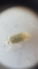 Miridae