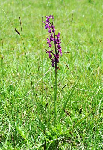 Orchide acquatica