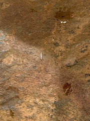 Lepisma
