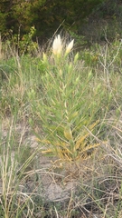 Mentzelia decapetala