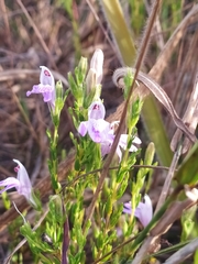 Justicia sarothroides