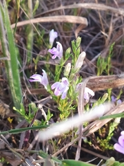 Justicia sarothroides