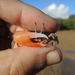 Dampier's Fiddler Crab - Photo (c) coenobita, some rights reserved (CC BY), uploaded by coenobita