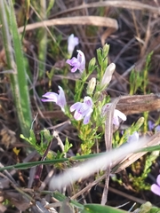 Justicia sarothroides