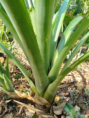 Aechmea cylindrata