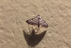Ravanoa xiphialis