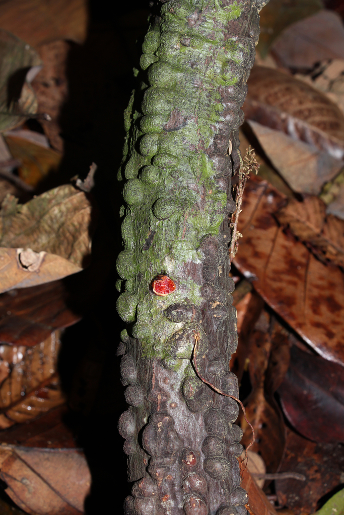 Anodendron candolleanum