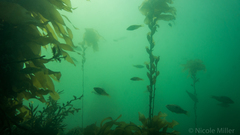 Notolabrus celidotus