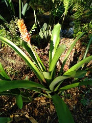 Aechmea cylindrata