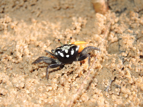 Tubuca capricornis