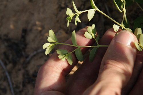 Image of Euphorbia geyeri by (c) Eric Knight, some rights reserved (CC BY)