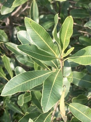 Lithraea brasiliensis