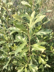 Lithraea brasiliensis