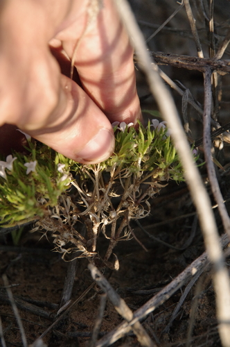 Image of Houstonia humifusa by (c) Eric Knight, some rights reserved (CC BY)