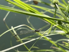 Enallagma exsulans