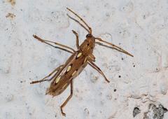 Eburodacrys triocellata