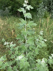 Populus alba