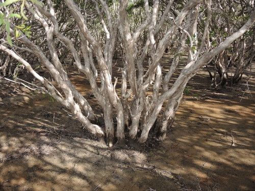coastal paperbark (Melaleuca acacioides)