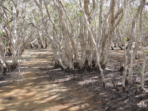 Image of Melaleuca acacioides by (c) coenobita, some rights reserved (CC BY)