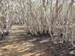 Melaleuca acacioides