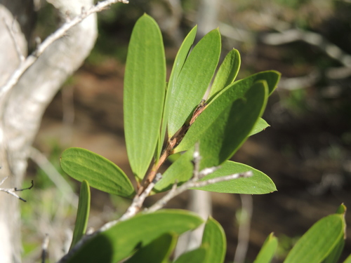 Image of Melaleuca acacioides by (c) coenobita, some rights reserved (CC BY)