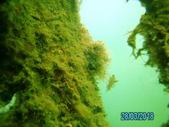 Redigobius macrostoma