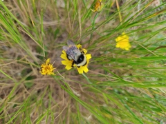 Bombus lapidarius decipiens