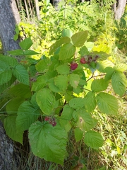Rubus idaeus