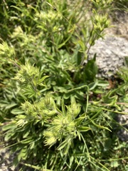 Potentilla caulescens