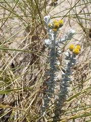 Achillea maritima maritima