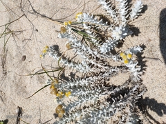 Achillea maritima maritima
