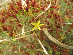 Hypericum triquetrifolium