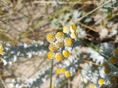 Achillea maritima maritima
