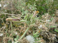 Helminthotheca echioides